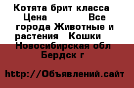 Котята брит класса › Цена ­ 20 000 - Все города Животные и растения » Кошки   . Новосибирская обл.,Бердск г.